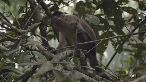 small capuchin monkey sitting on branch in tree in amazon rainforest and scratches himself