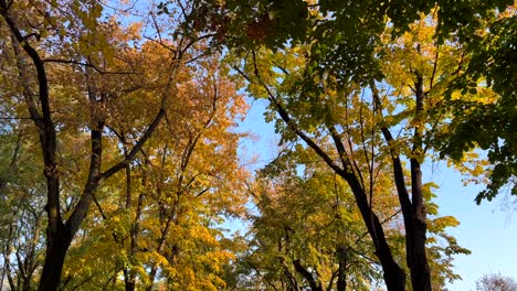 autumn trees in a park