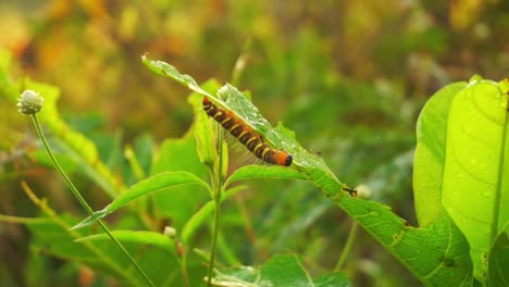 caterpillars on the leaf