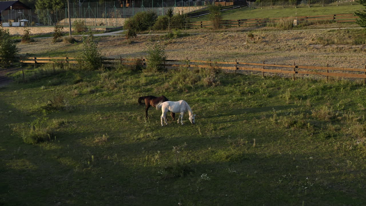 toma aérea de caballos pastando en la hierba al amanecer en un campo agrícola, república checa