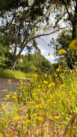 path through a meadow with wildflowers