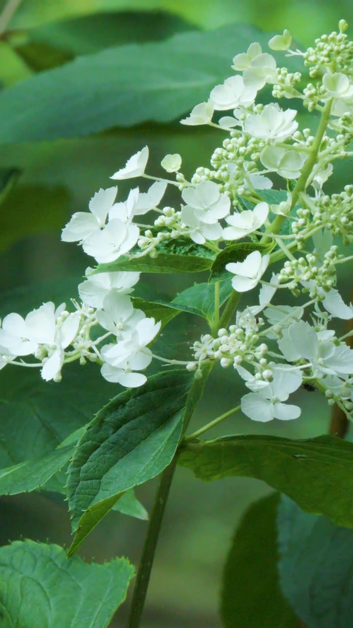 White hydrangea flowers and green leaves in soft daylight, camera slowly pans horizontally outdoors