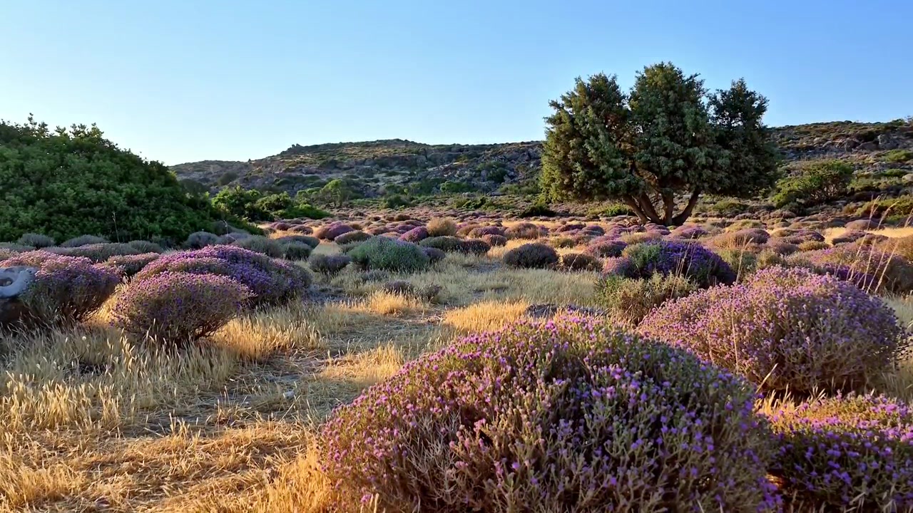 Vista panoramica della natura greca a Creta, che mostra dolci colline coperte da una flora unica di timo viola e ginepri costieri sotto un cielo azzurro limpido, perfetta per riprese di viaggio mediterranee.