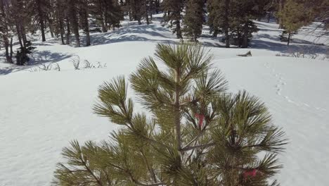 A-pine-tree-surround-by-snow-near-Mt-San-Jacinto,-California,-in-early-spring