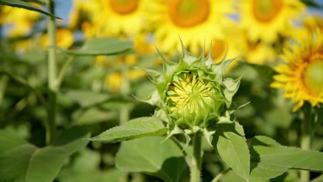 Sunflower-Head-Start-To-Open-On-A-Sunny-Field