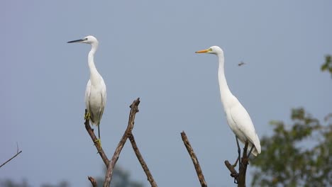 great egret in tree mp4 4k