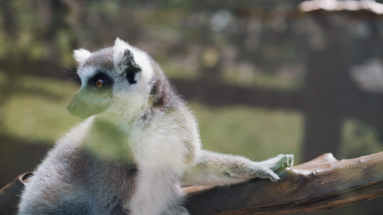 retrato del lémur de cola anillada