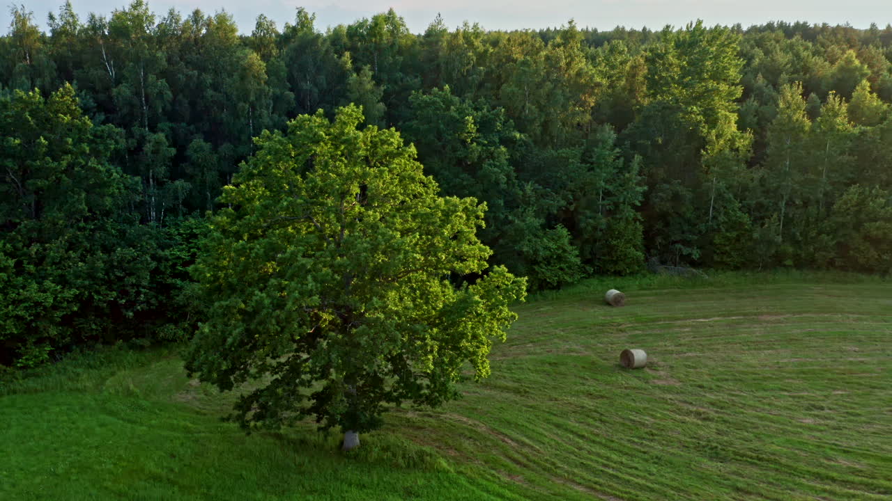 Establishing Shot of Green Field with Beautiful Tree and Forest in the Background - Boom Shot and Tilt Shot