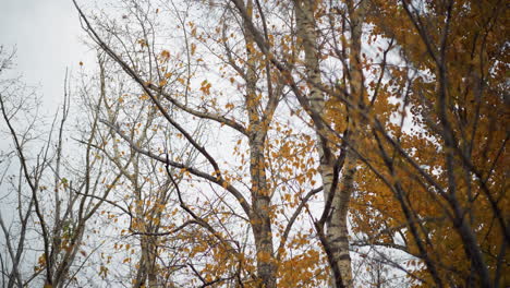 golden autumn leaves sway gently in the breeze, clinging to slender branches against a soft sky, the crisp air and warm hues capture seasonal beauty as light filters through the delicate foliage