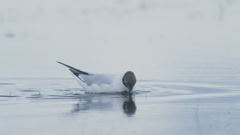 black-headed gull resting and feeding on water puddle flooded wetlands