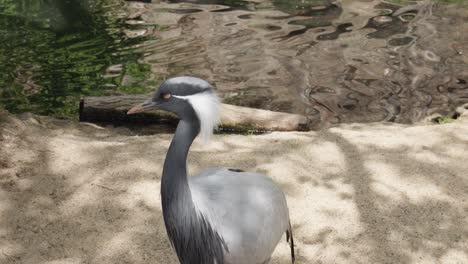 female of demoiselle crane with red eye standing by the lake