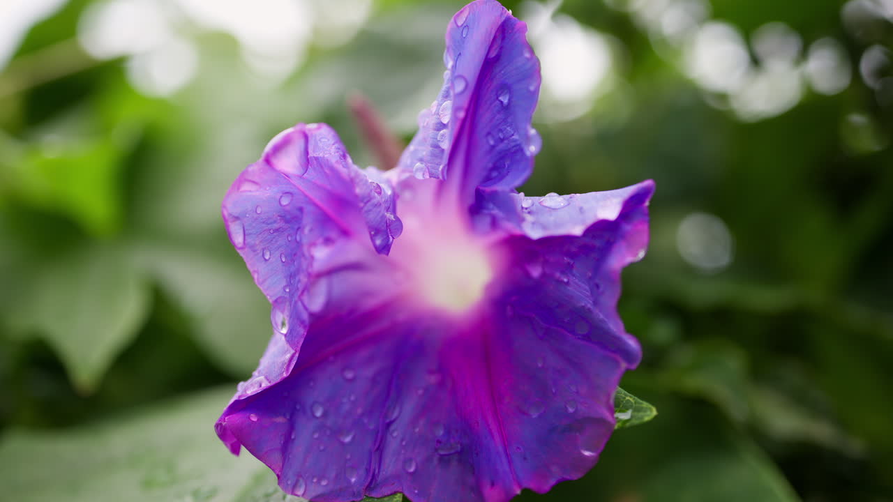 Close up of purple Ipomoea flower with water drops