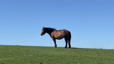 a light brown horse standing on the skyline on a green field with perfect blue sky on a sunny day.