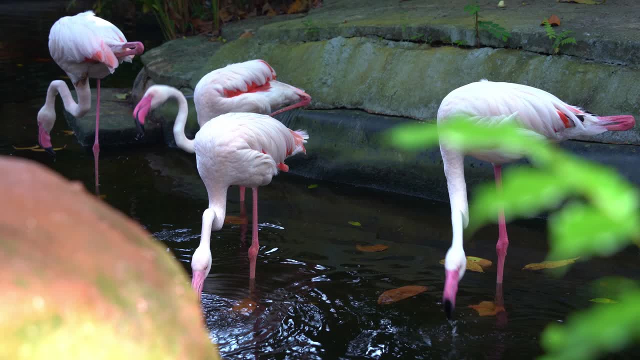 긴 은 다리를 가진 큰 플라밍고 (phoenicopterus roseus) 의 무리가 물 속에 서서, 수생 무척추동물, 연못 환경의 해조류를 필터링하고 마시고 있습니다.