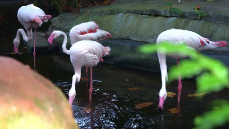 bandada de flamenco mayor, phoenicopterus roseus con patas largas y delgadas de pie en el agua, filtrando la alimentación y bebiendo invertebrados acuáticos, algas en un entorno de estanque, fotografía de cerca