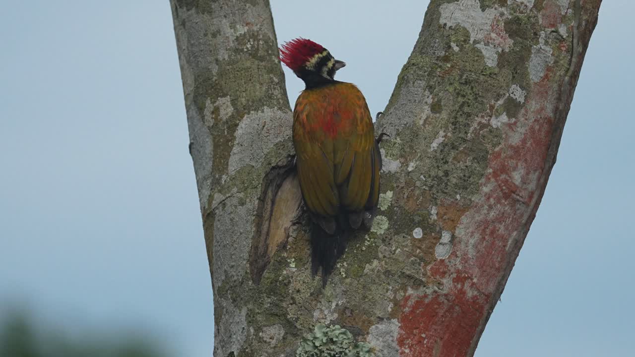 he Common Flameback or Common Goldenback is a medium sized woodpecker and the female has a white-streaked blackish crown with a pointed crest