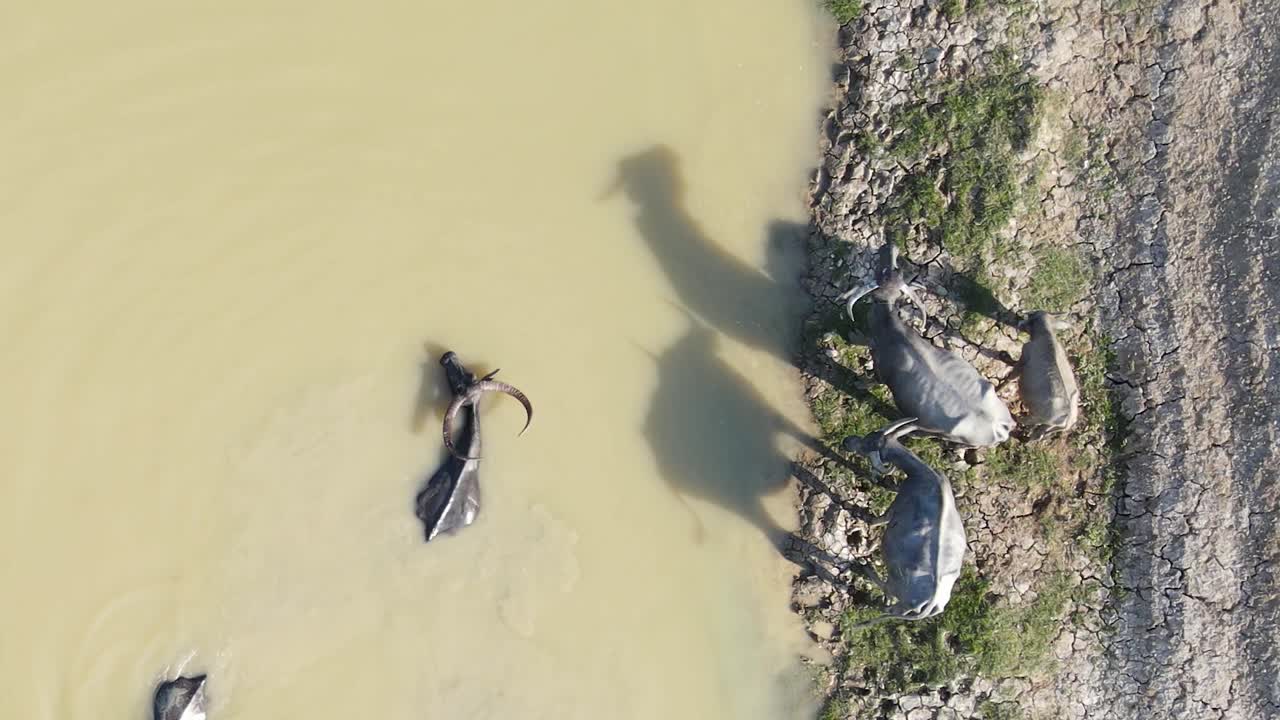 방글라데시 더위를 피하기 위해 시원한 흙탕물 속을 헤엄치는 버팔로 떼의 공중 전망