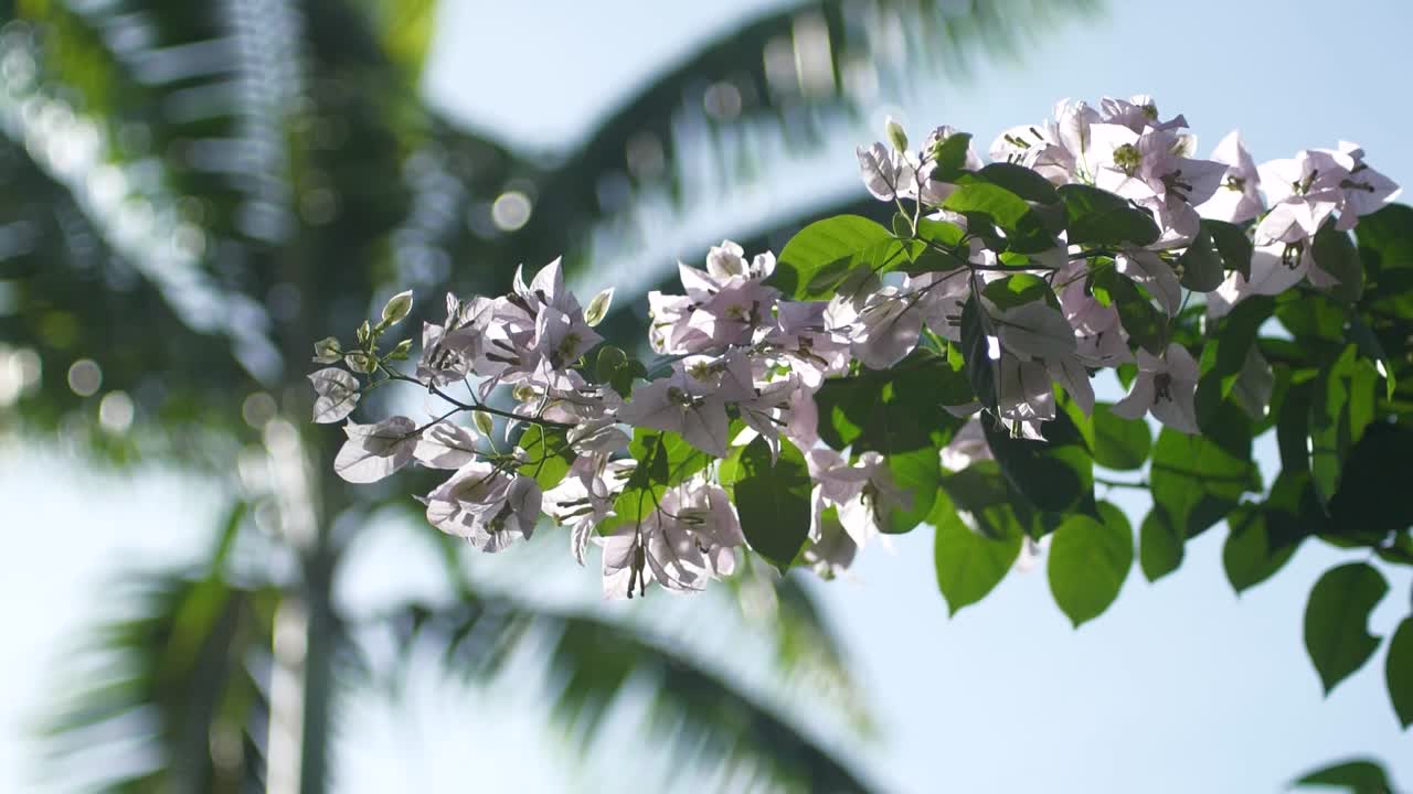아름다운 흰색과 분홍색 꽃이 배경에 키 큰 야자수가 있는 프레임으로 흐릅니다.