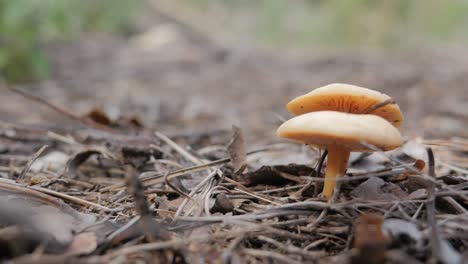 Wild-mushrooms,-brown-forest-nature