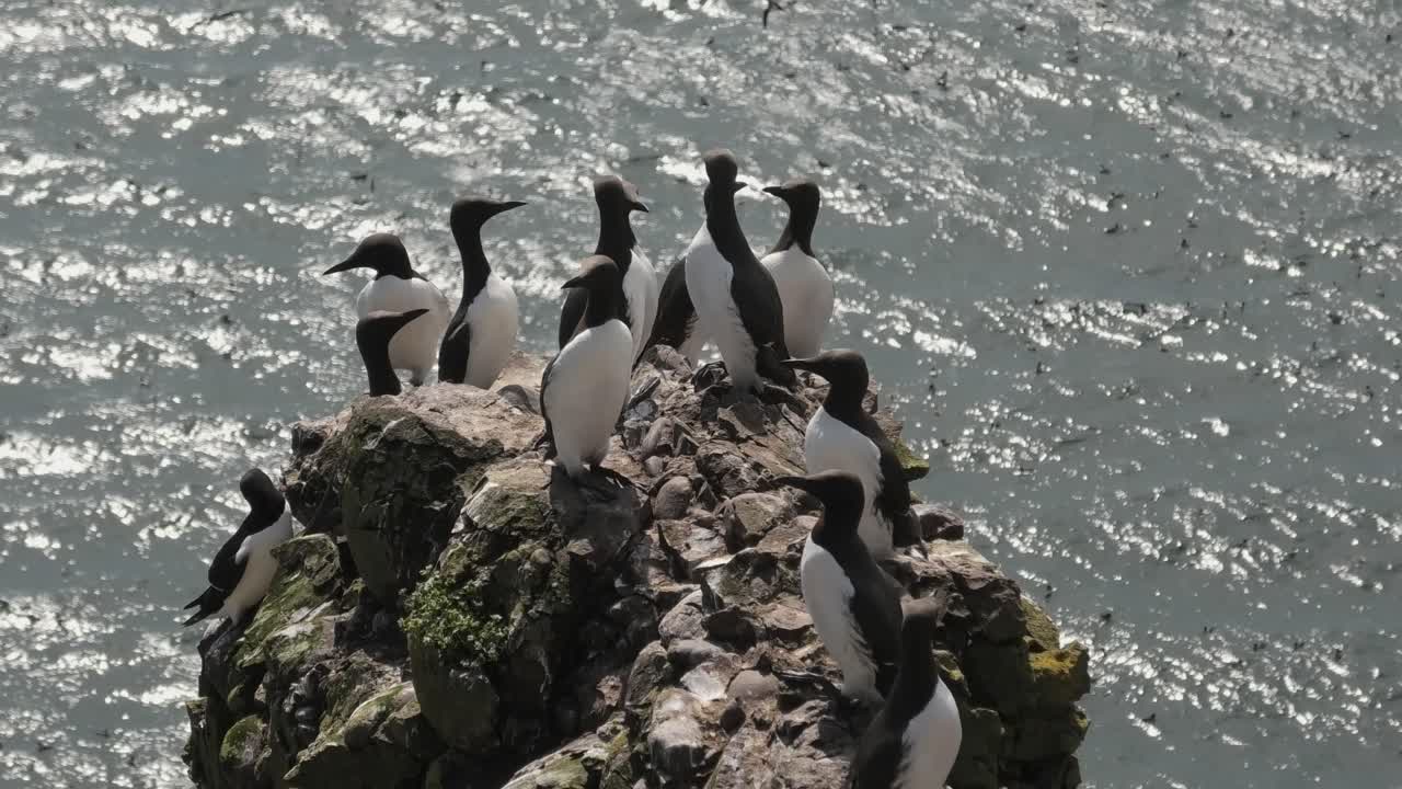 araos reunidos en una roca en los acantilados de fowlsheugh