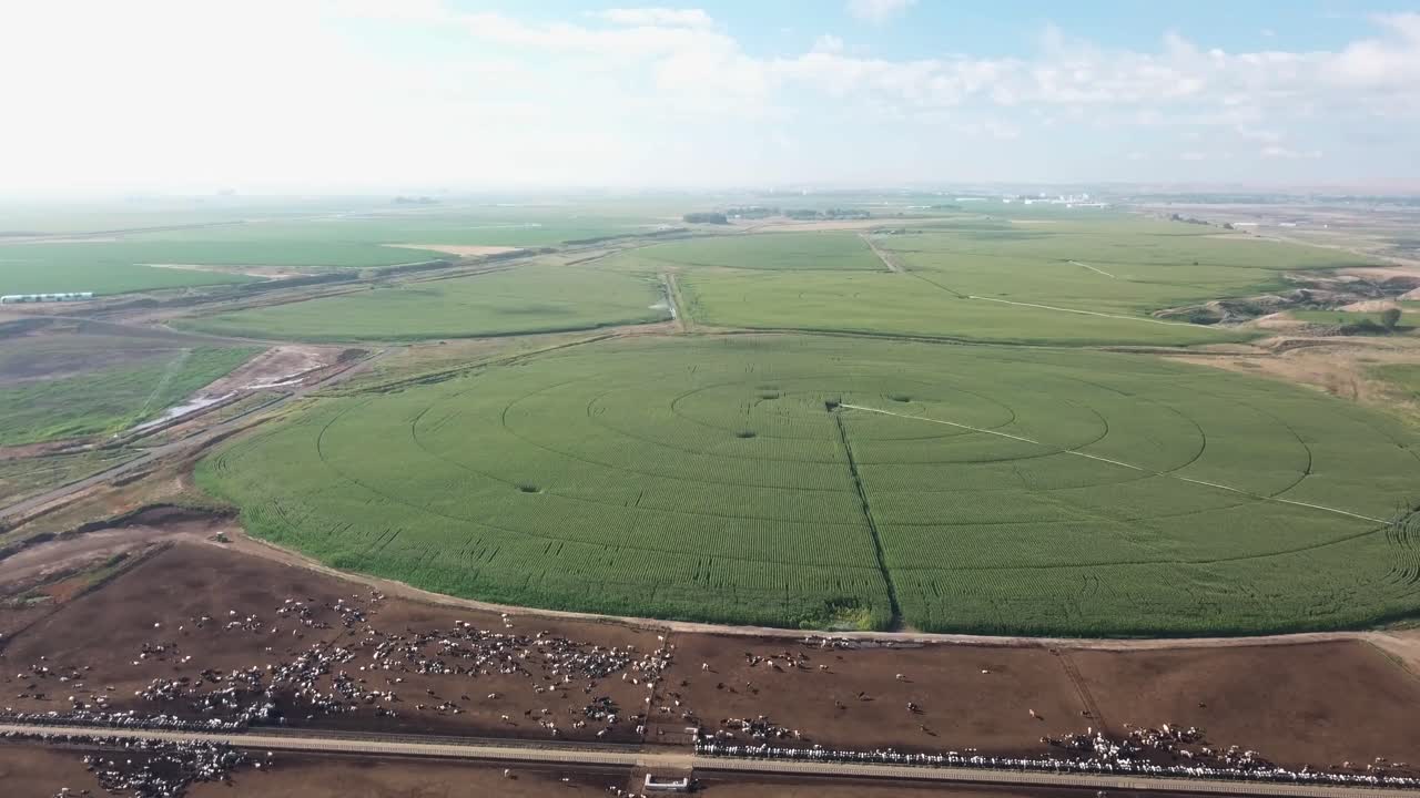 늦여름 동부 워싱턴 주의 컬럼비아 분지 프로젝트에서 센터 피벗 관개 시스템을 갖춘 옥수수 밭의 평화로운 조감도