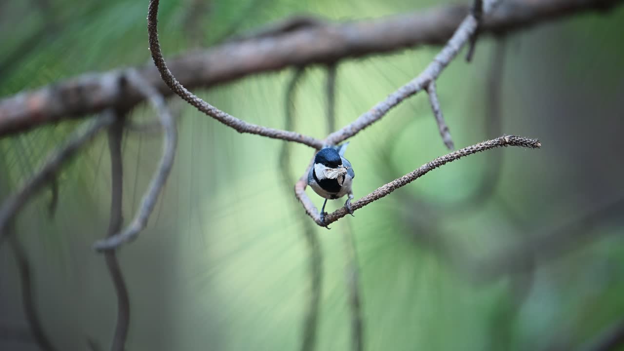 Cinereous tit Bird with insects in Beak to Fee female bird in breeding Season in Forest