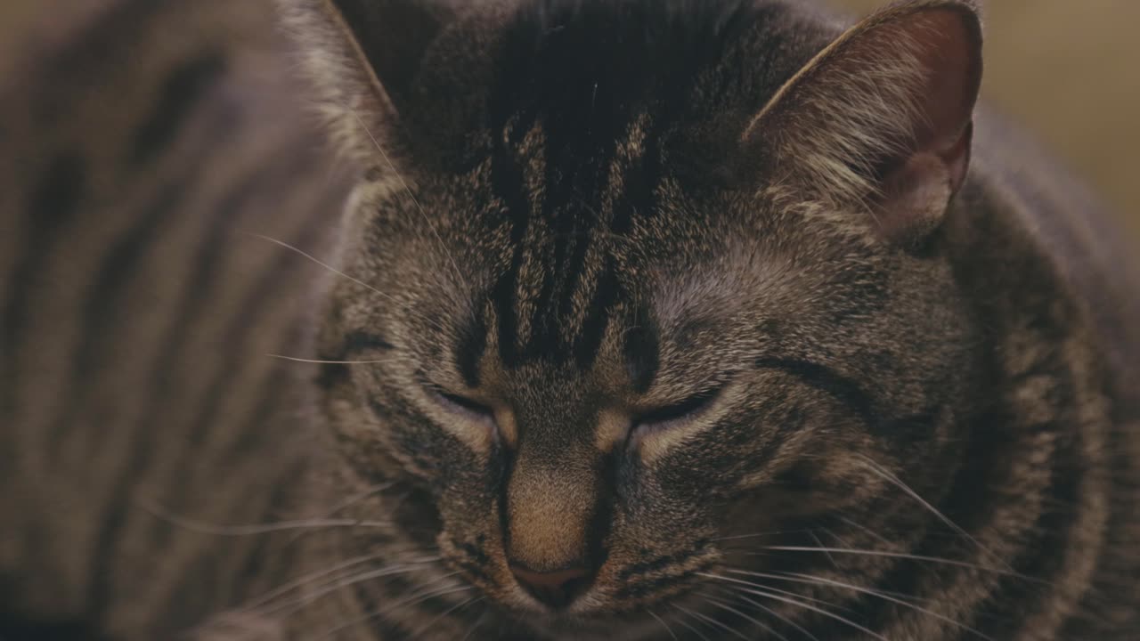 Gatto Soriano Che Dorme - primo piano