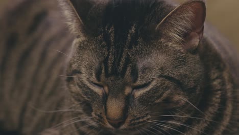 sleeping tabby cat - close up shot