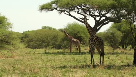 un par de jirafas se esconden del sol abrasador a la sombra de los árboles