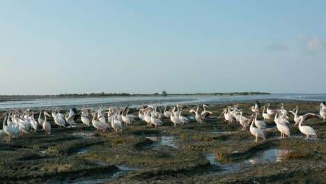 muddy zone, at the end of a 30 km long bay, channels formed by the tides