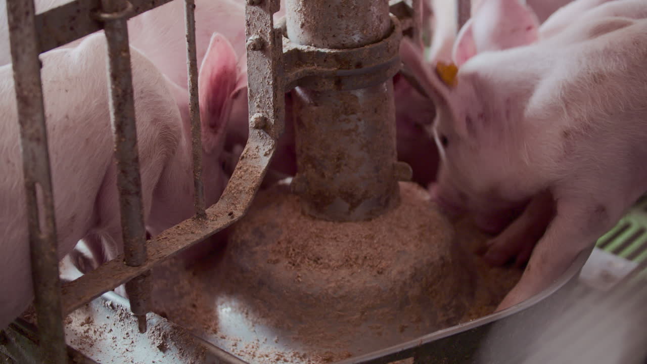 Leitões se alimentando em uma fazenda