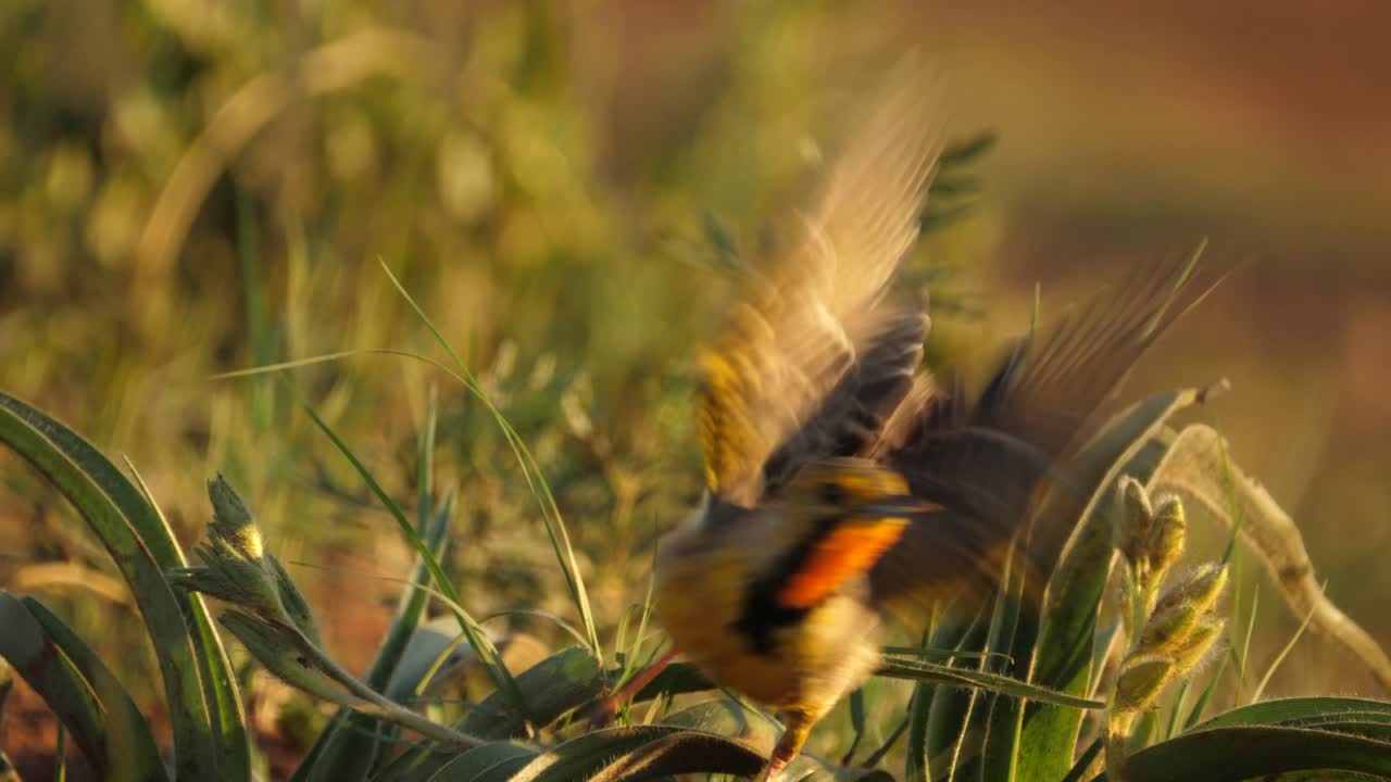 el cauteloso pájaro de garganta naranja o de garra larga del cabo canta y se va volando, hora dorada