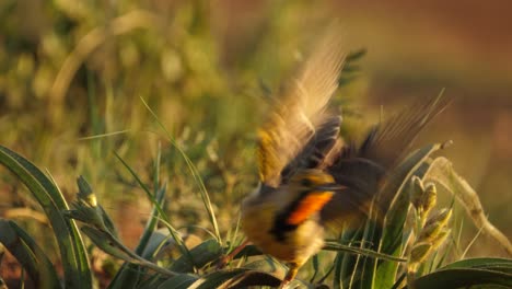 El-Cauteloso-Pájaro-De-Garganta-Naranja-O-De-Garra-Larga-Del-Cabo-Canta-Y-Se-Va-Volando,-Hora-Dorada