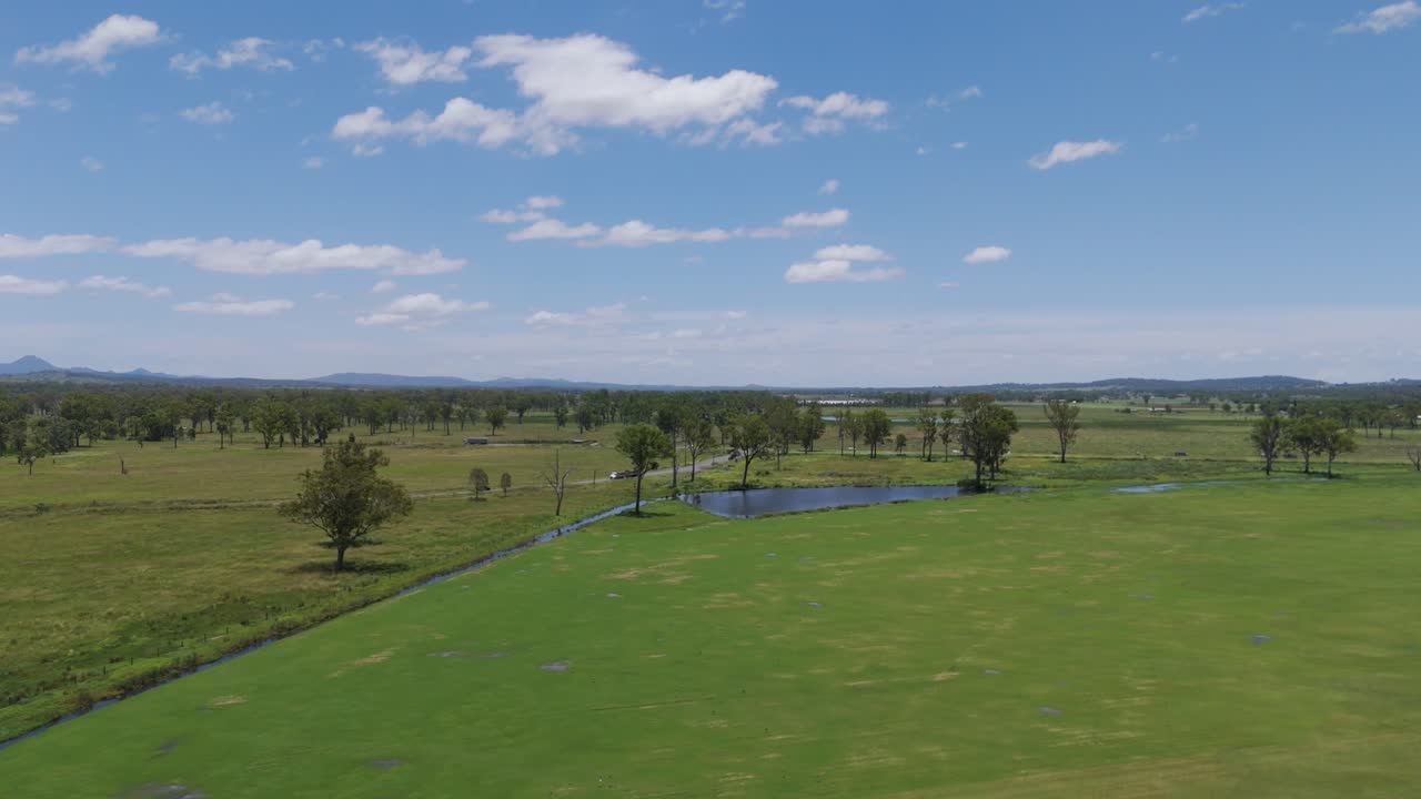 pájaros ibis volando sobre los campos verdes en australia