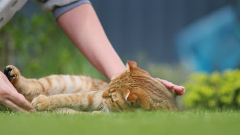 a woman is playing with her cat. the pet lies on a green lawn on the back door of the house