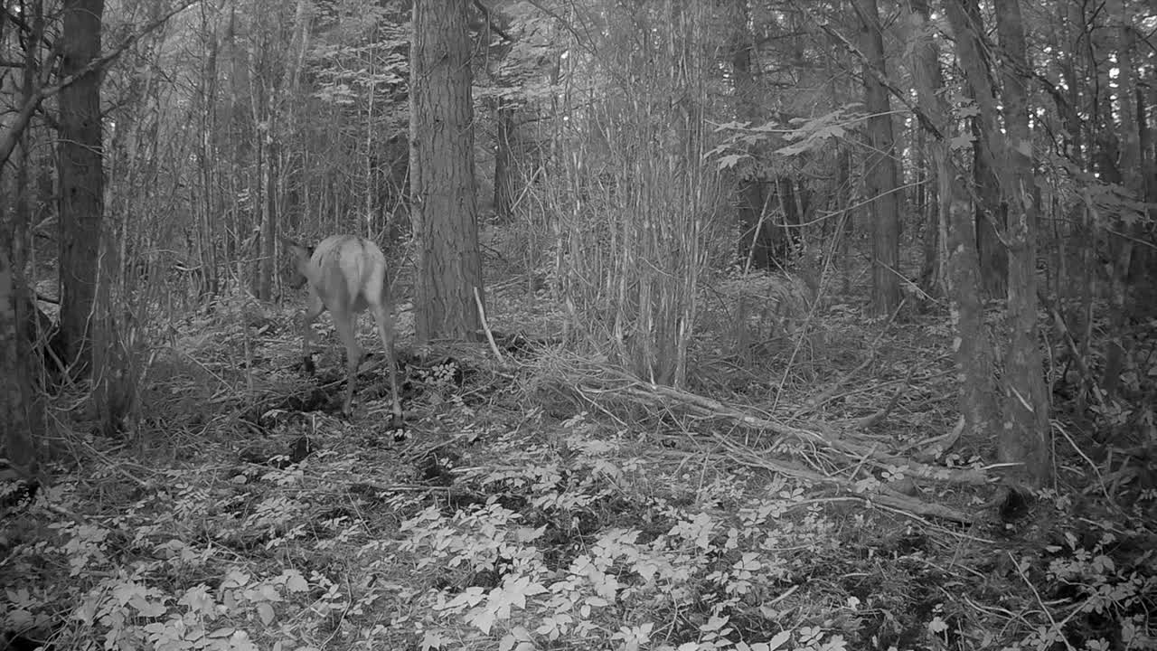 Rødhind (Cervus elaphus) i skoven om natten. Saaremaa, Estland