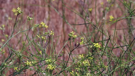 Weißkohlschmetterling-Auf-Senfblume-Fliegt-An-Windigen-Tagen-Davon