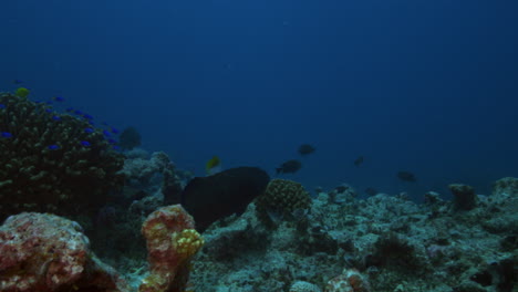 un hermoso pez negro descansando junto al duro arrecife de coral contra la corriente del océano