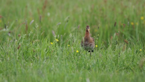 único y majestuoso pájaro grutto parado en una pradera verde en un día ventoso, vista a distancia