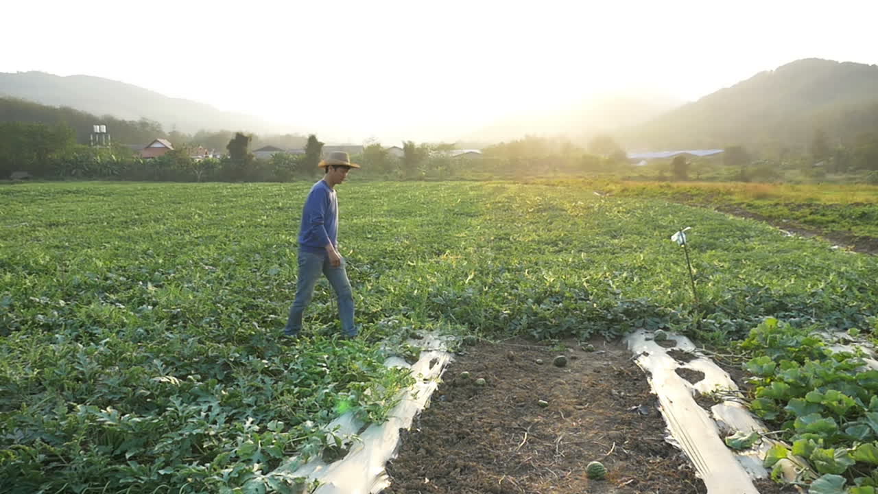 Asian Farmer Walking In Melon Field With Sunset