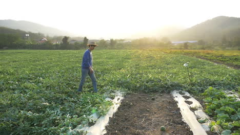 asian farmer walking in melon field with sunset