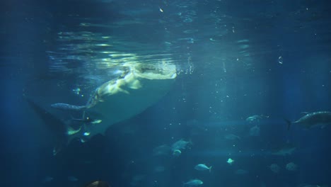 un buzo nadando con un suave tiburón ballena