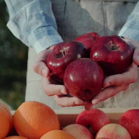 el agricultor mantiene varias manzanas rojas grandes sobre el mostrador de frutas