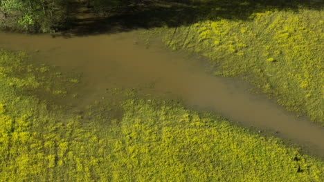 El-Río-Wolf-Serpenteando-A-Través-De-Collierville-Con-Vibrantes-Flores-Amarillas-En-Los-Bancos,-Vista-Aérea