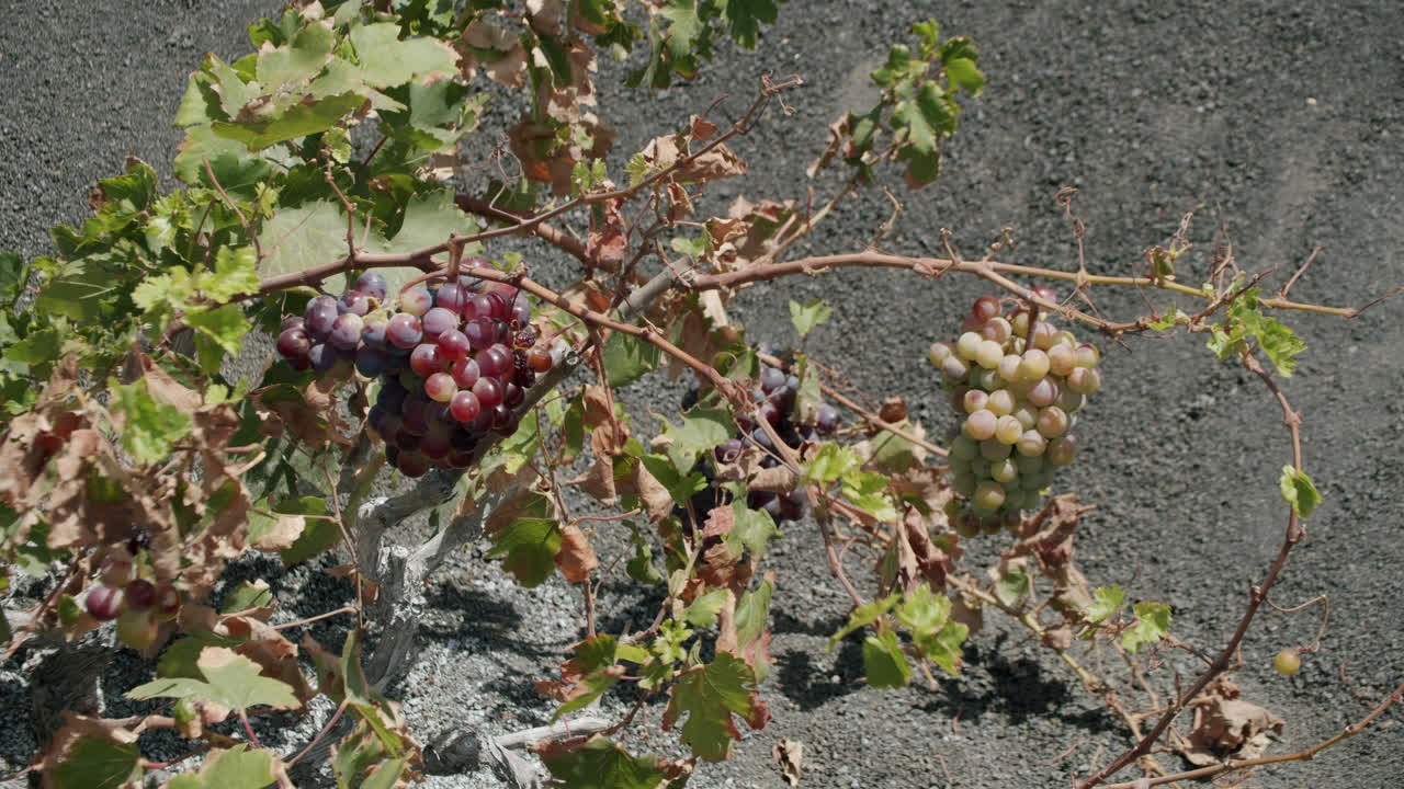 익은 포도 어리 를 가진 포도 덤불
