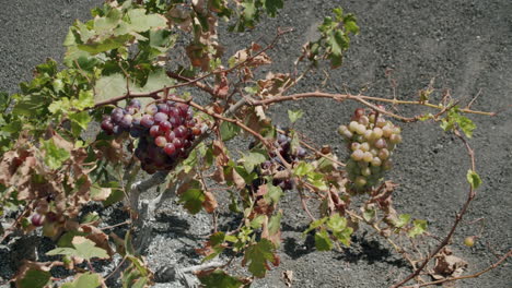 a grape bush with ripening grape bunches