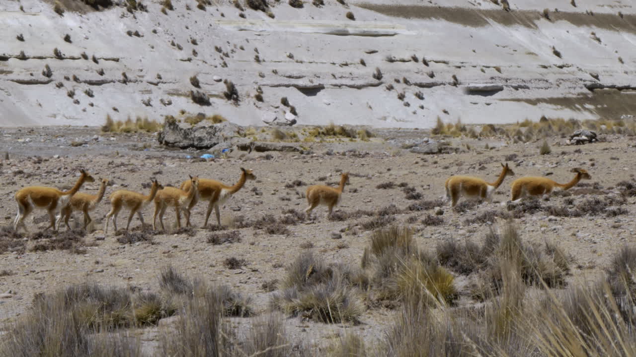 A herd of vicu&ntilde;a traveling across the fields and desert of Arequipa, Peru