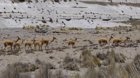 un rebaño de vicuñas viajando a través de los campos y el desierto de arequipa, perú