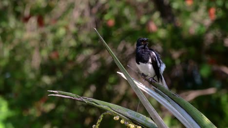 The-Oriental-magpie-robin-is-a-very-common-passerine-bird-in-Thailand-in-which-it-can-be-seen-anywhere