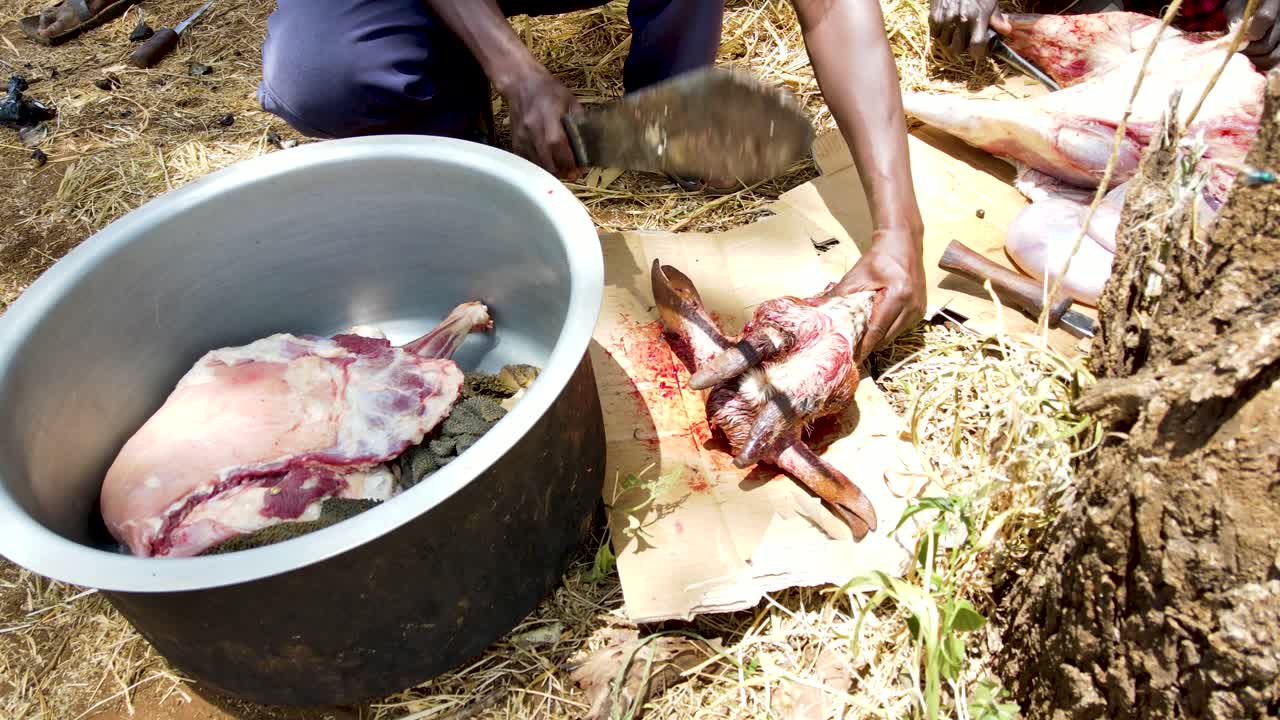 마사이 공동체 사람들이 염소를 도살하고, 원주민들이 염소를 도살하고